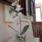 Apartments Smilje i Maslina