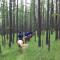 Nomad Horse Camp