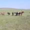 Nomad Horse Camp