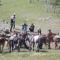 Nomad Horse Camp