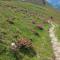 Balcone sulle Dolomiti