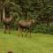 Denali Primrose Bed & Breakfast