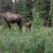 Denali Primrose Bed & Breakfast
