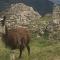 Ekokuelap Lodge y turismo alternativo