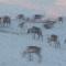 Abisko Guesthouse & Activities
