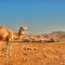 Kfar Hanokdim - Glamping & Camping