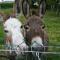 Ashfield B&B