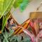 Macondo Hostel - San Gil