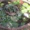 Sanjana Home Stay