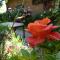 B&B The Roses Garden - Millesimo