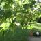 Le Jardin photo 17