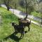Pension Chalet Bergseegut
