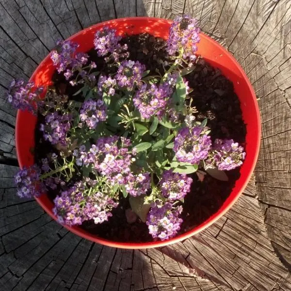 Djurdja Apartment, Hotel in Aranđelovac