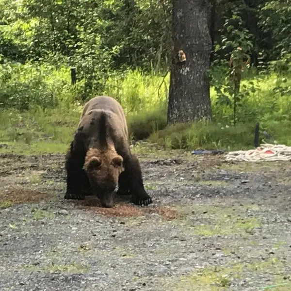 Resurrection River Rentals, hotel in Seward