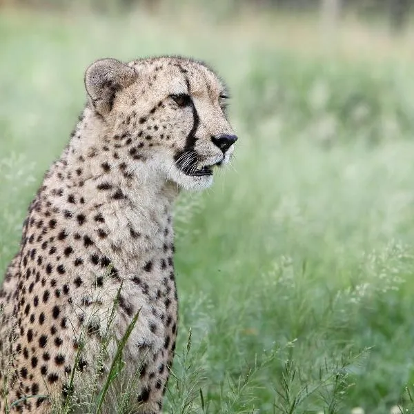 Emdoneni Lodge with Zululand Cat Conservation Project, hotel a Hluhluwe