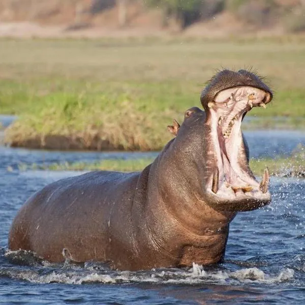 Kosi Bay Hippo Lodge & Resort, hotel in KuShengesa