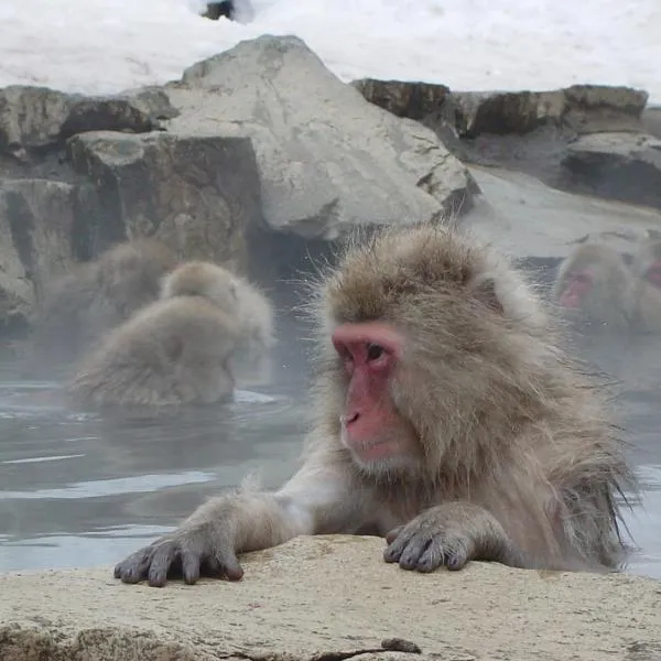 Yudanaka Yumoto, hotel in Yamanouchi