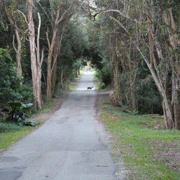 Nature's Valley Health Retreat A Hide away in the Forest