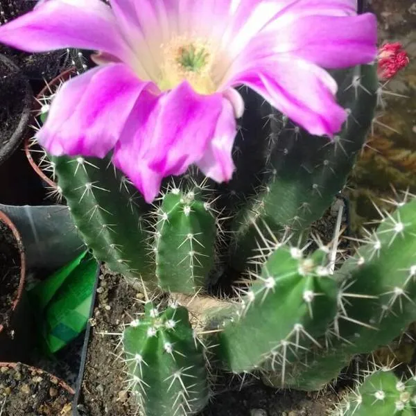 Kaktus, hotel en Kaluđerovo