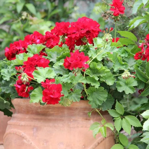 Porto Katsiki Guest Houses,位于雅莎尼奥的酒店