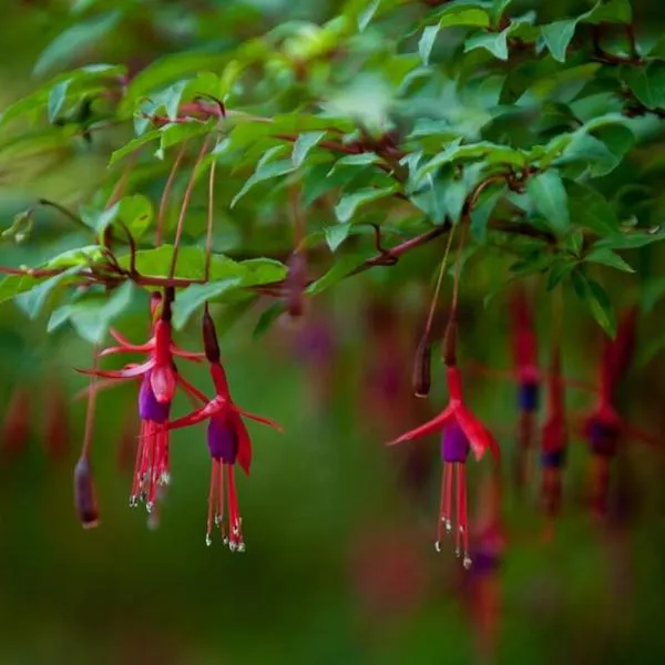 Dpto 800, hotel en Pucón