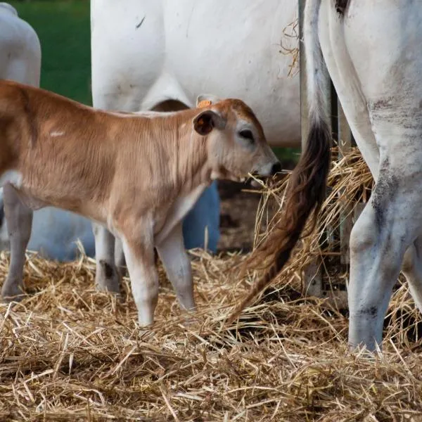 Agriturismo Al Girasole, hotel v destinaci San Donato