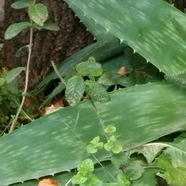 Inti Mayu, ξενοδοχείο σε Villa Cura Brochero