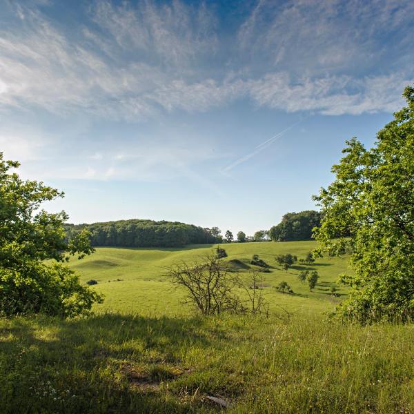 Nengshof Ferienhaus Gänseblümchen