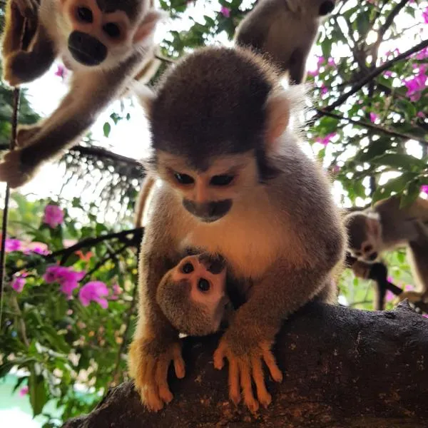 Balneario Chorillano，位于比亚维森西奥的酒店