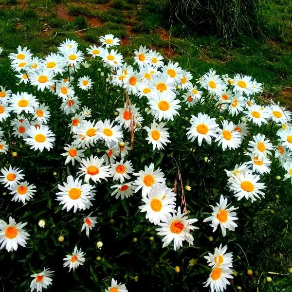 Cabañas Sehuen, hotel en Uspallata