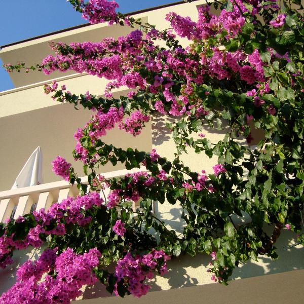 Apartments Villa Čizmić