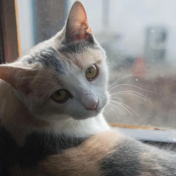 Branch, hotel in Arandjelovac