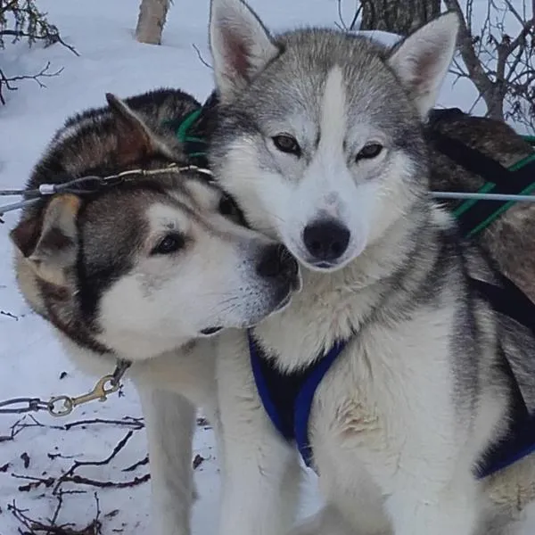 Ollilan Lomamajat, hôtel à Kuusamo