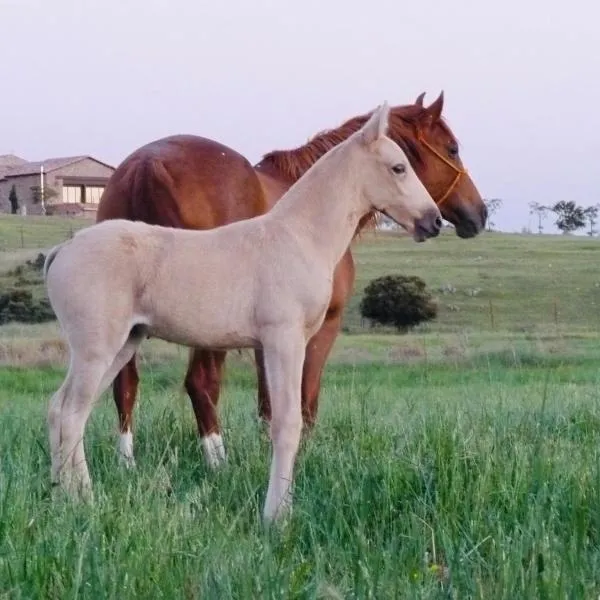 Casa Rural Yeguada Jimenez Latorre, hotel v destinaci Fernancaballero