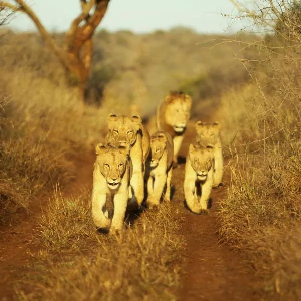 Thanda Safari: Hluhluwe şehrinde bir otel