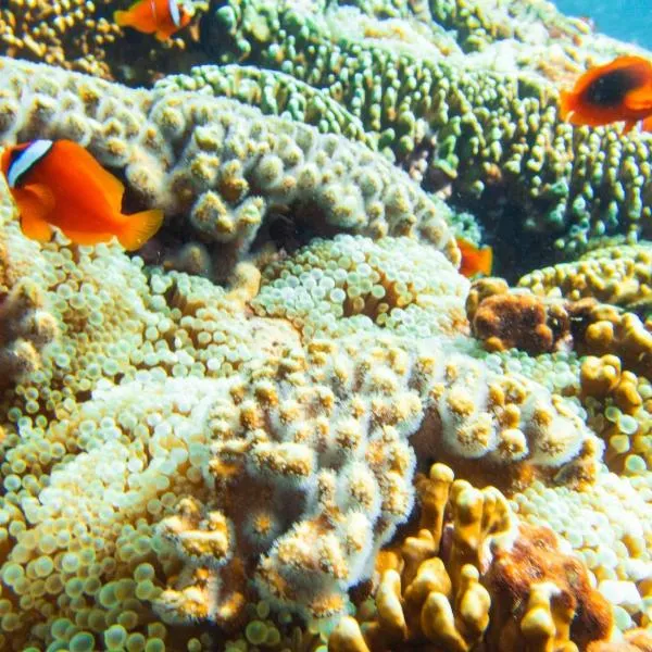 Haven Seaview Homestay, hotell i Lanyu