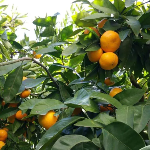 Haus Mandarina，位于拉布的酒店