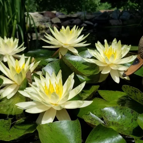 Trickling Waters Retreat, Hotel in Marquette