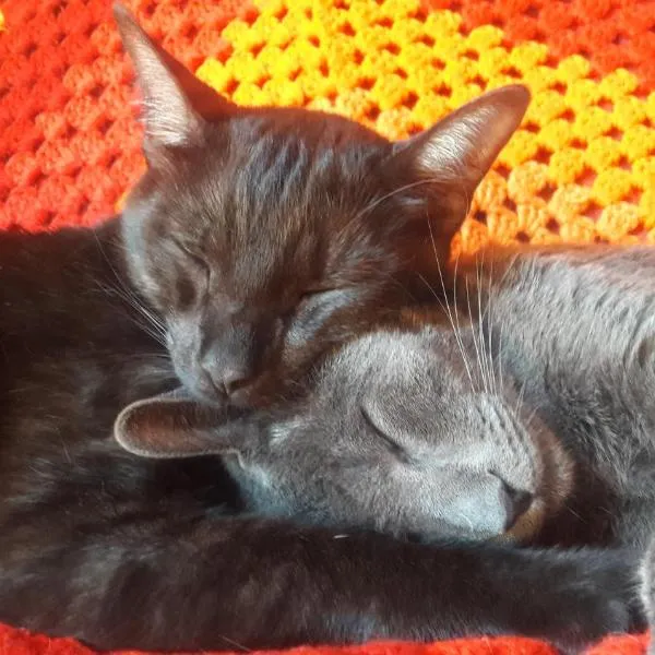 Hostel Aventura, ξενοδοχείο σε Alto Paraíso de Goias