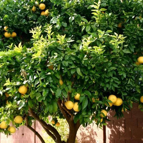 LEMON TREE, hotel v Trogiru