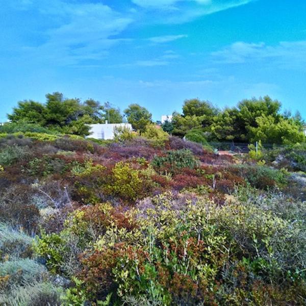 Torre-Borraco