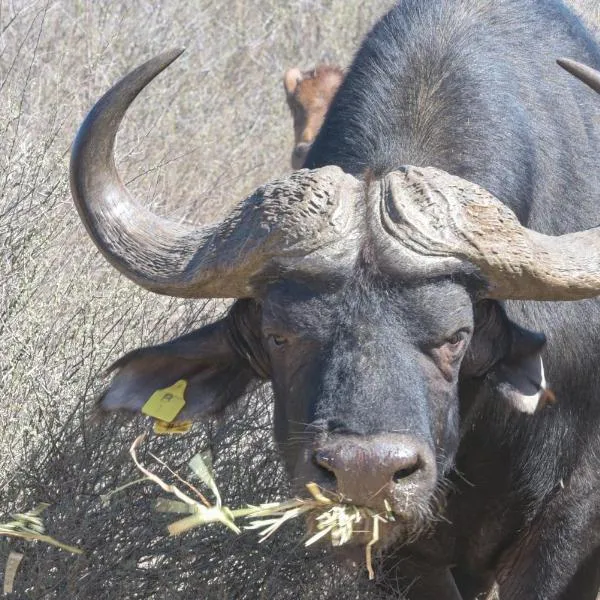 Lermitage Quagga Lodge - Chalets Velddrif, hotel in Velddrif