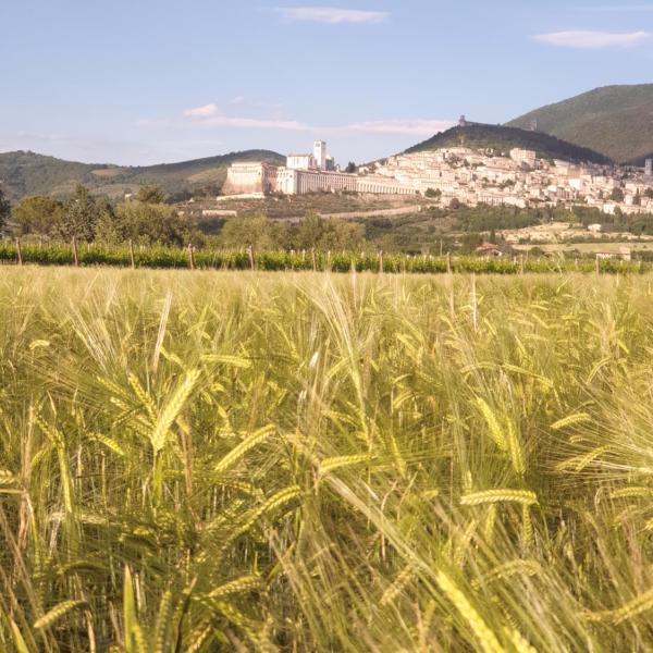 B&B Domus Benedicta