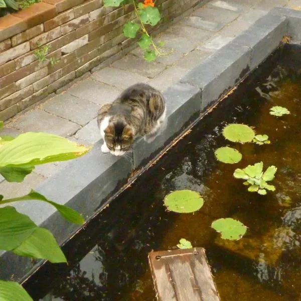 Cessinas, hôtel à Groningue