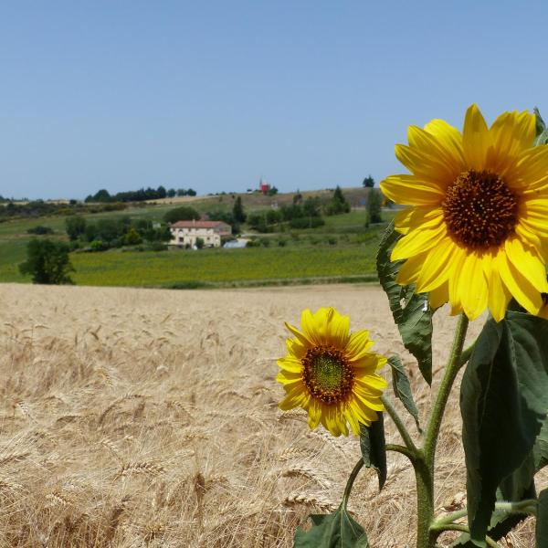 Gites des Camparros