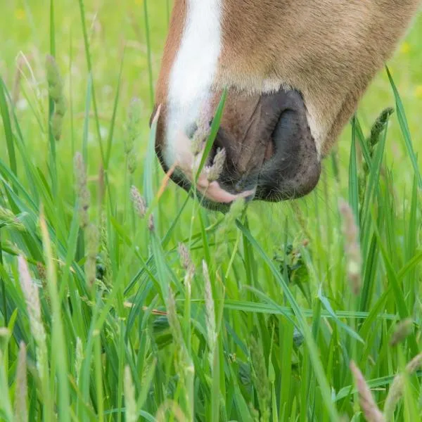 Ranch Marina, hôtel à Koče