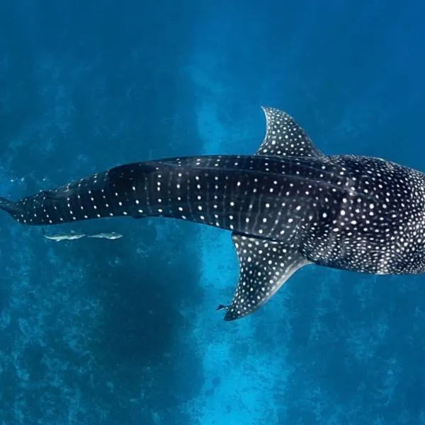 White Tern Maldives, hotel in Fenfushi