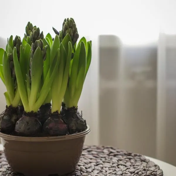 Šaulys, hôtel à Druskininkai