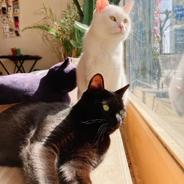 Mad Cat Hostel Osaka & Bar, hotel in Osaka