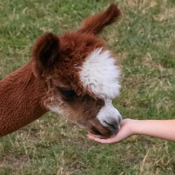 Alpaka-Ranczo AFF, hotel v destinaci Puławy